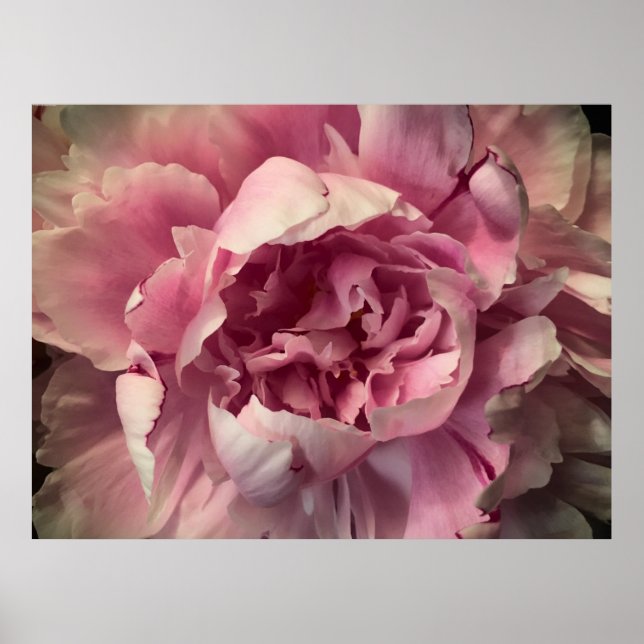 Poster Peony, (Frente)