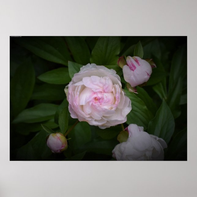 Poster Peony, (Frente)
