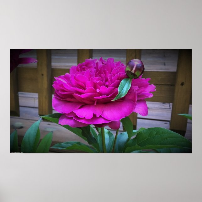 Poster Peony, (Frente)
