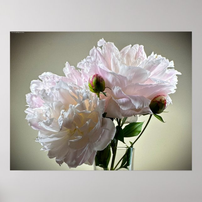 Poster Peony, (Frente)
