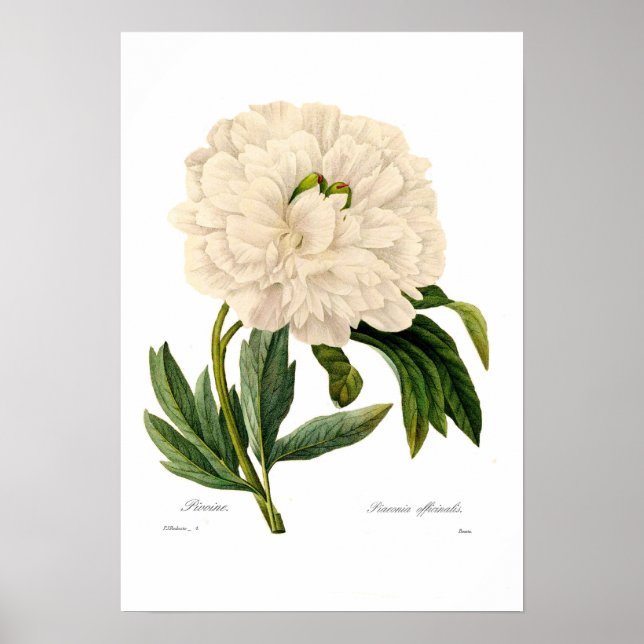 Poster Peony (Frente)