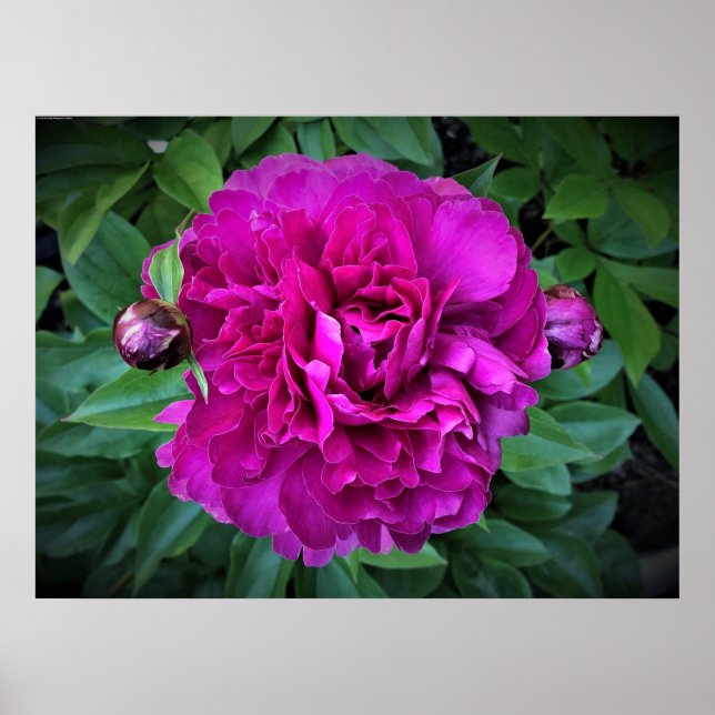 Poster Peony, (Frente)