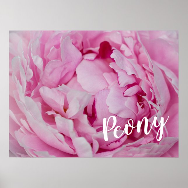 Poster Peony Blossom Rosa para amantes de flores e jardin (Frente)