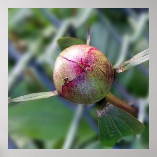 Póster peony bud (Frente)