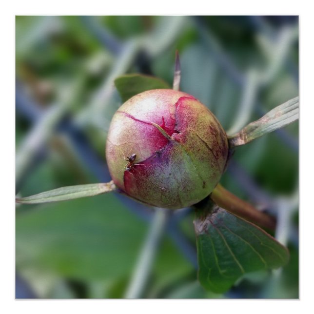 Póster peony bud (Frente)