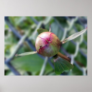 Póster peony bud