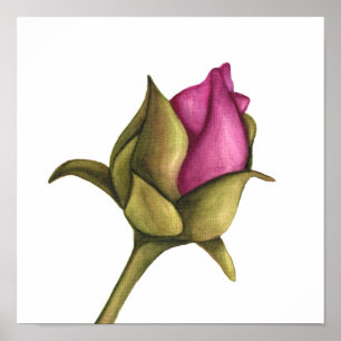 Poster peony bud