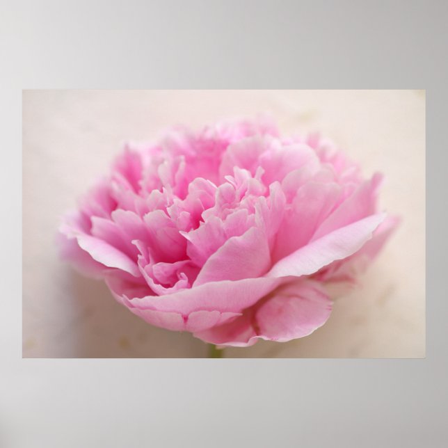 Póster Peony Closeup (Frente)