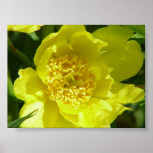 Poster Peony de árvore amarela (Paeonia Lutea)