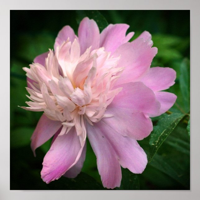 Poster Peony Flower In Bloom (Frente)