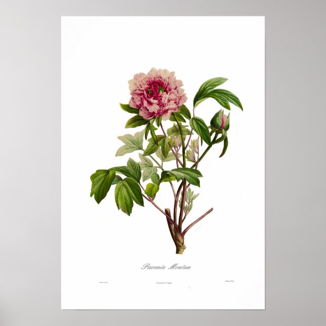 Póster Peony moutan (Frente)