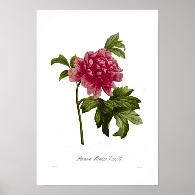 Póster Peony moutan var (Frente)
