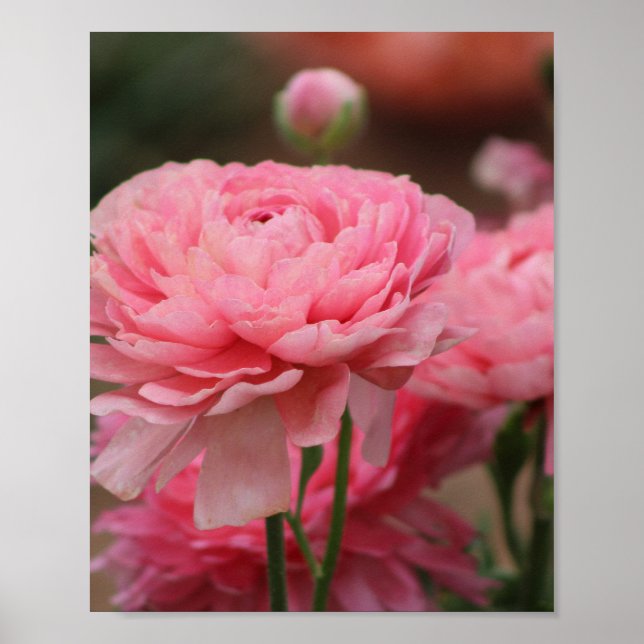 Poster Peony Pink Ranunculus Closeup (Frente)