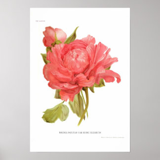 Póster Peony 'Reine Elizabeth'