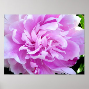 Póster Peony Rosa