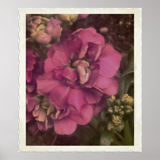 Póster Peony rosa-precioso (Frente)