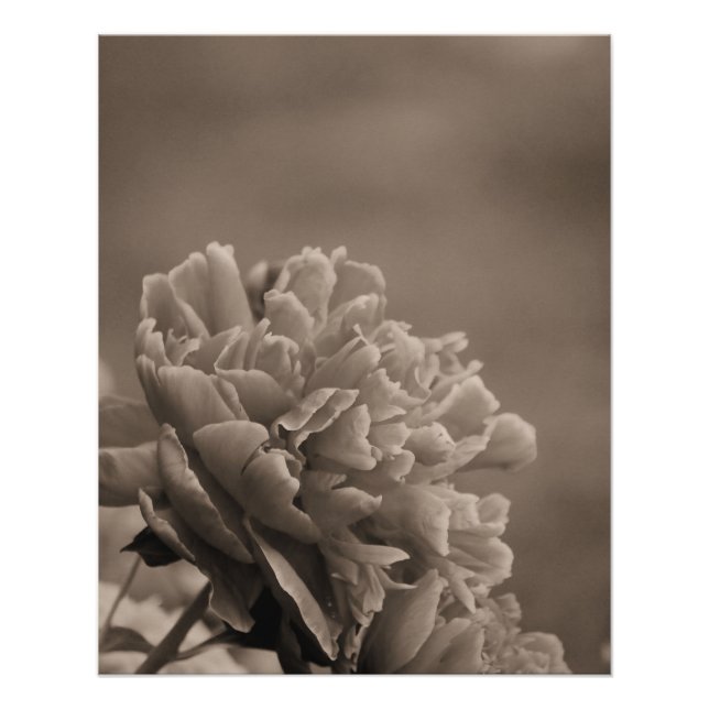 Póster Peony Solteiro Sepia (Frente)