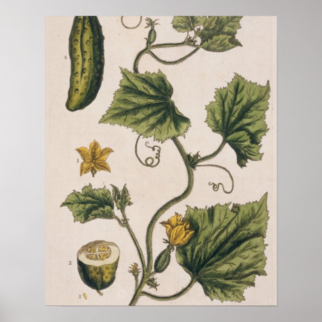 Poster Pepino do Jardim, placa 4 de "A Curiosa Herbal", (Frente)