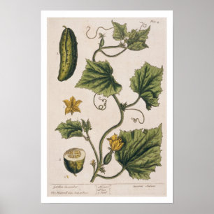 Poster Pepino do Jardim, placa 4 de "A Curiosa Herbal",