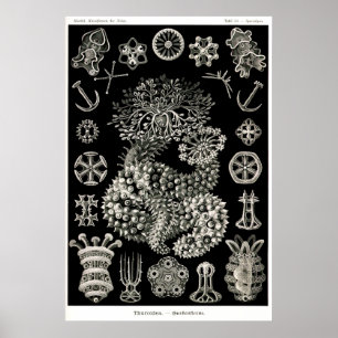 Póster Pepinos de mar de Ernst Haeckel Thuroidea