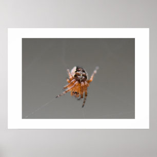 Poster Pequena aranha-branca