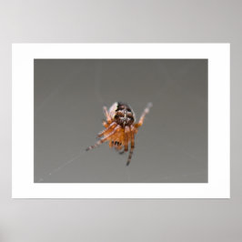 Poster Pequena Aranha Laranja Fofa