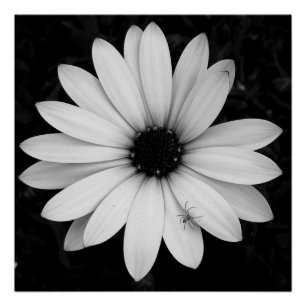 Póster Pequena aranha preta e branca em flor