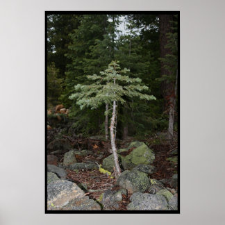 Póster Pequena Árvore