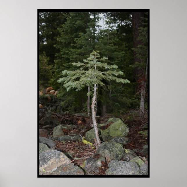 Póster Pequena Árvore (Frente)