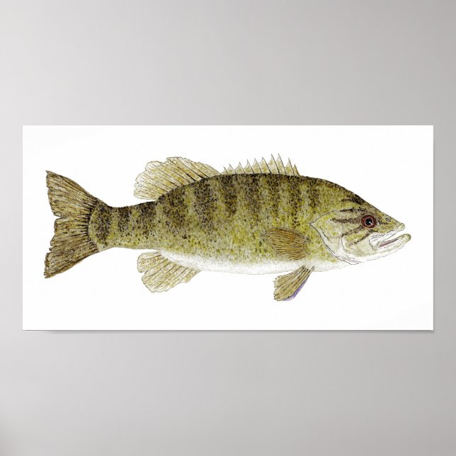 Poster Pequena Bass Watercolor (Frente)