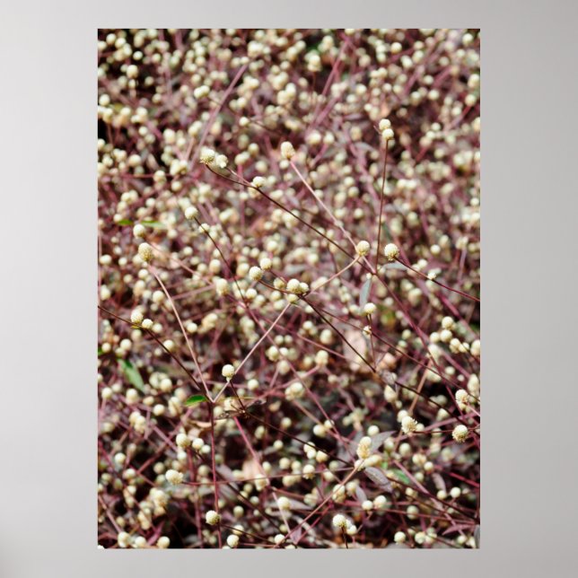 Poster Pequena bolinha em forma de arbusto branco selvage (Frente)