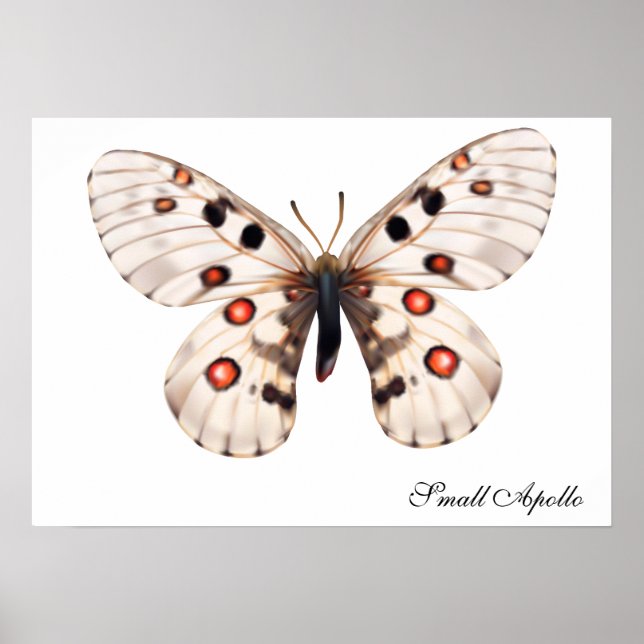 Poster Pequena Borboleta Apollo (Frente)