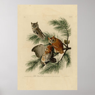 Poster Pequena Coruja das Aves da América de Audubon