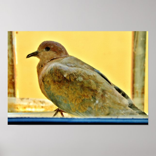 Poster Pequena Doença (Frente)