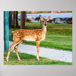 Poster Pequena Fawn
