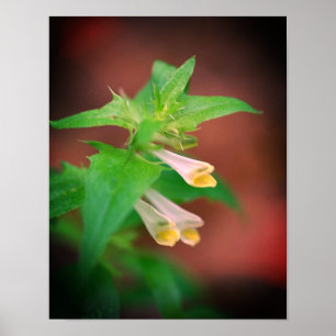 Poster Pequena flor branca, Fechar