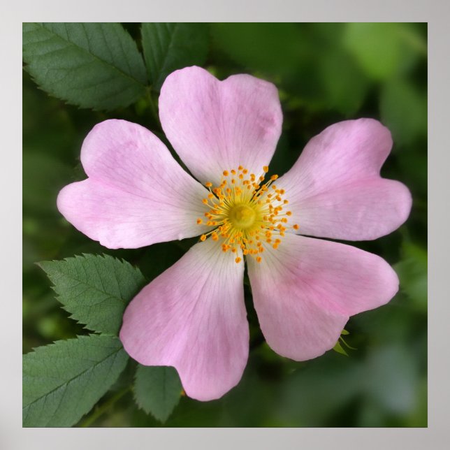Poster pequena flor rosa (Frente)
