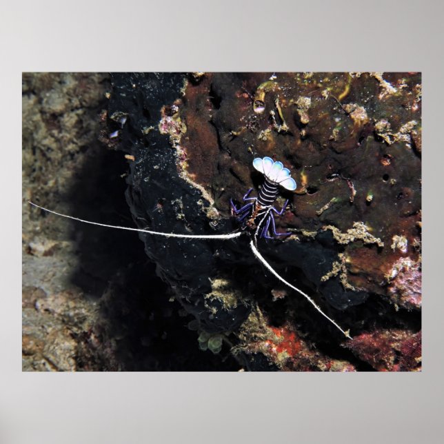 Poster Pequena lagosta (Frente)