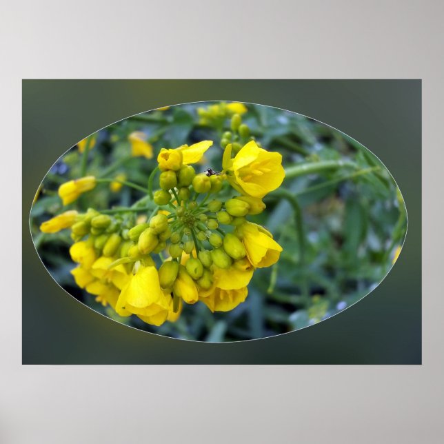Poster Pequenas flores amarelas (Frente)
