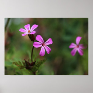 Poster Pequenas flores cor-de-rosa silvestres de Herb Rob