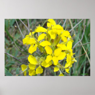 Poster Pequenas Flores Selvagens Amarelas F14
