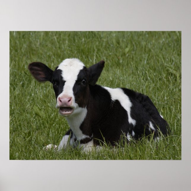 Poster Pequeno Calf (Frente)