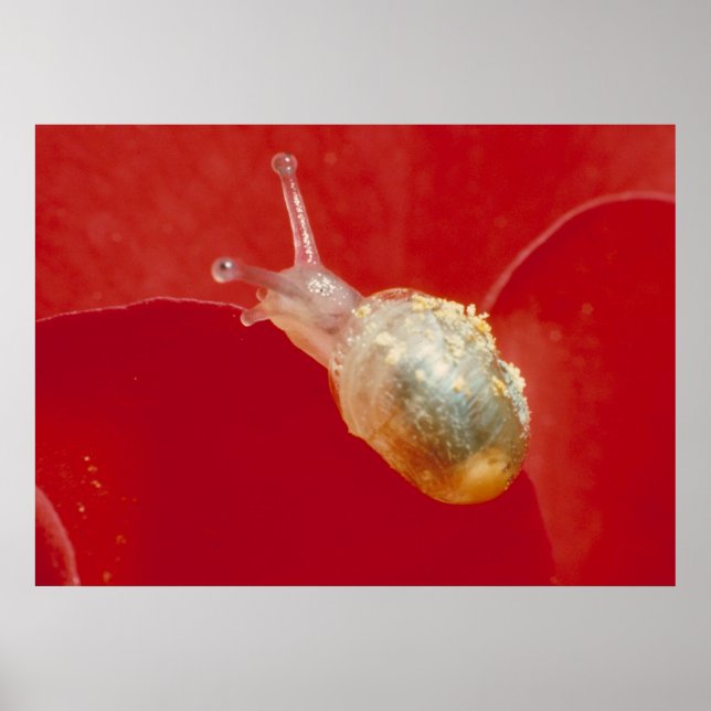 Póster Pequeno caracol (Frente)