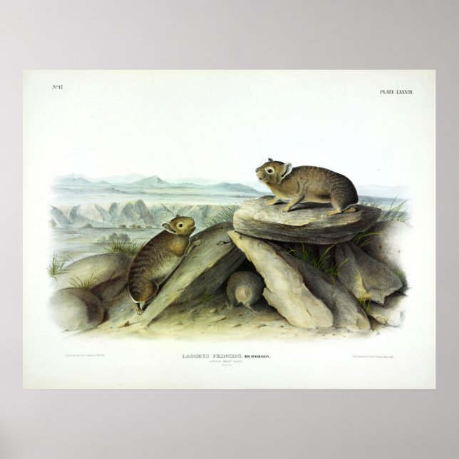 Poster Pequeno-chefe Hare, editores americanos Pika Ochot (Frente)