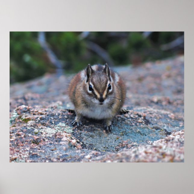 Poster Pequeno Chipset Curioso (Frente)