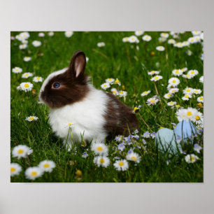 Poster Pequeno Coelho Branco e Marrom em Flores