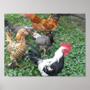 Poster pequeno da galinha