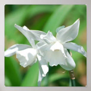 Poster pequeno dos Daffodils do copo