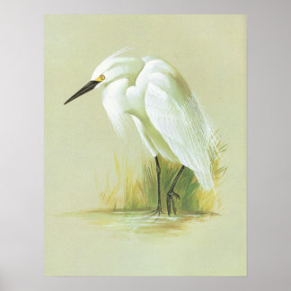 Póster Pequeno Egret - Egretta garzetta
