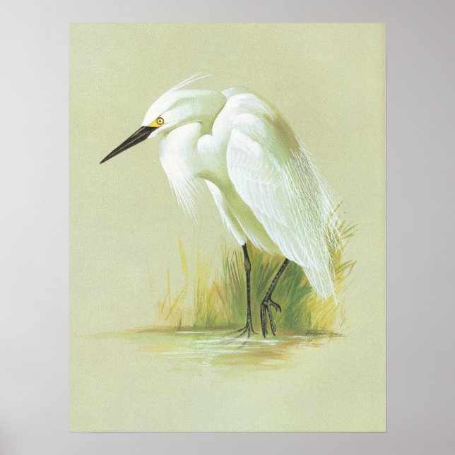 Póster Pequeno Egret - Egretta garzetta (Frente)